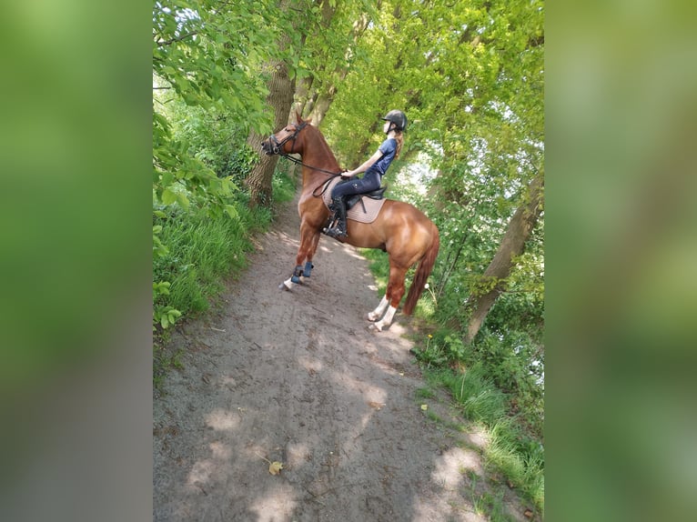 NRPS Gelding 9 years 14,2 hh Chestnut-Red in Scherpenzeel