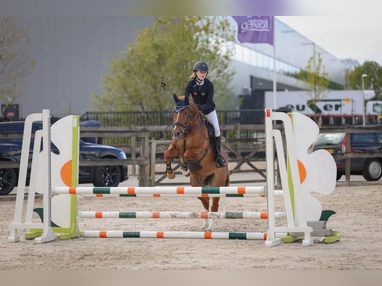 NRPS Gelding 9 years 14,2 hh Chestnut-Red in Scherpenzeel