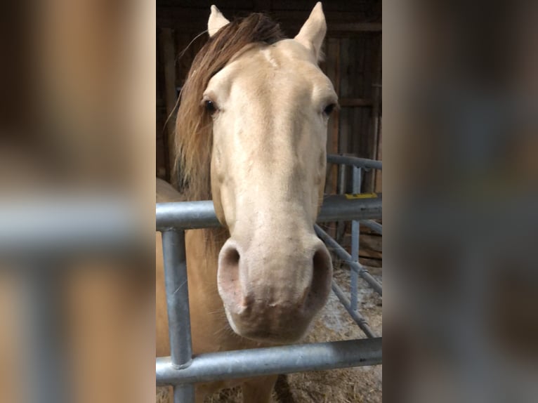 NRPS Gelding 9 years 14.3 hh Champagne in Groß Siegharts