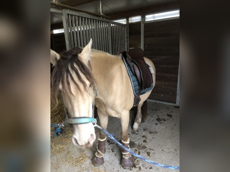 NRPS Gelding 9 years 14.3 hh Champagne in Groß Siegharts