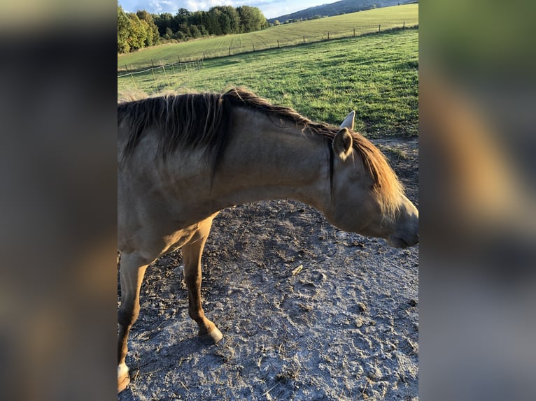 NRPS Gelding 9 years 14.3 hh Champagne in Groß Siegharts