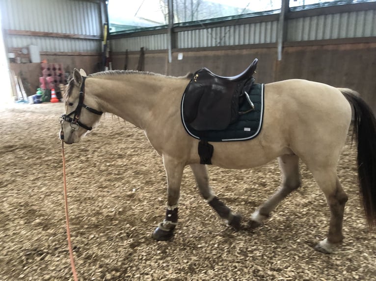 NRPS Gelding 9 years 14.3 hh Champagne in Groß Siegharts