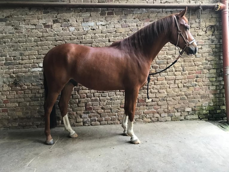 NRPS Gelding 9 years 15,1 hh Chestnut-Red in Hünfelden