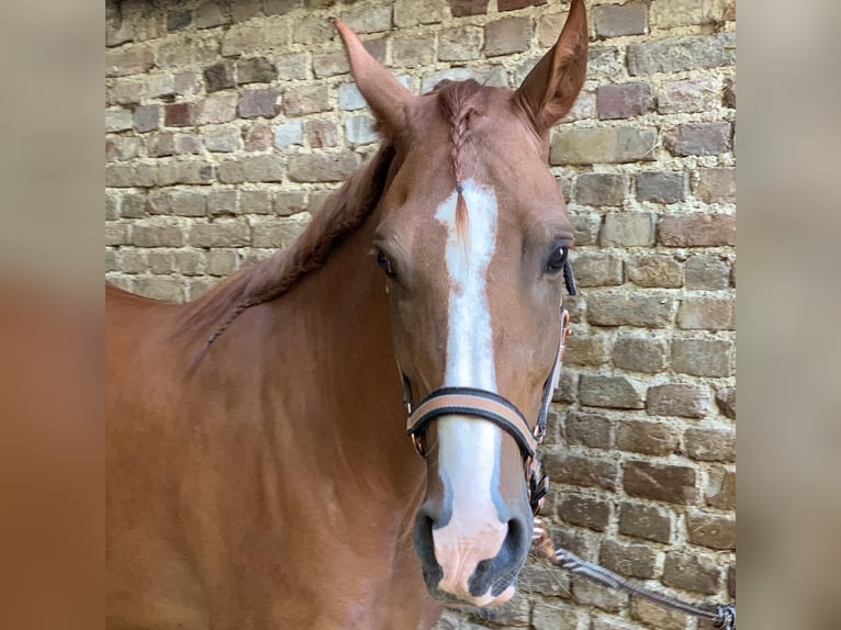 NRPS Gelding 9 years 15,1 hh Chestnut-Red in Hünfelden