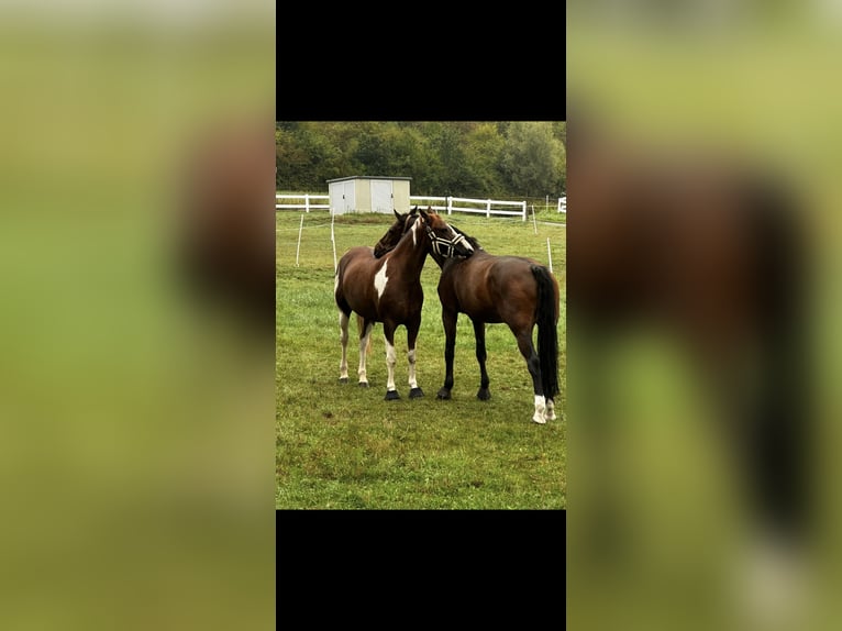 NRPS Gelding 9 years 15.2 hh Pinto in Exter