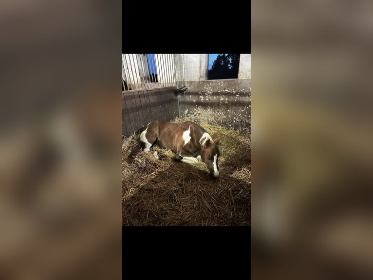 NRPS Gelding 9 years 15.2 hh Pinto in Exter