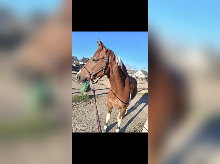 NRPS Gelding 9 years 15.2 hh Pinto in Exter