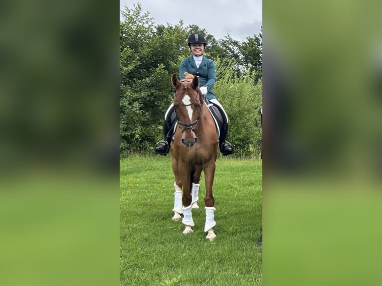 NRPS Gelding 9 years 15,3 hh Chestnut-Red in Eibergen