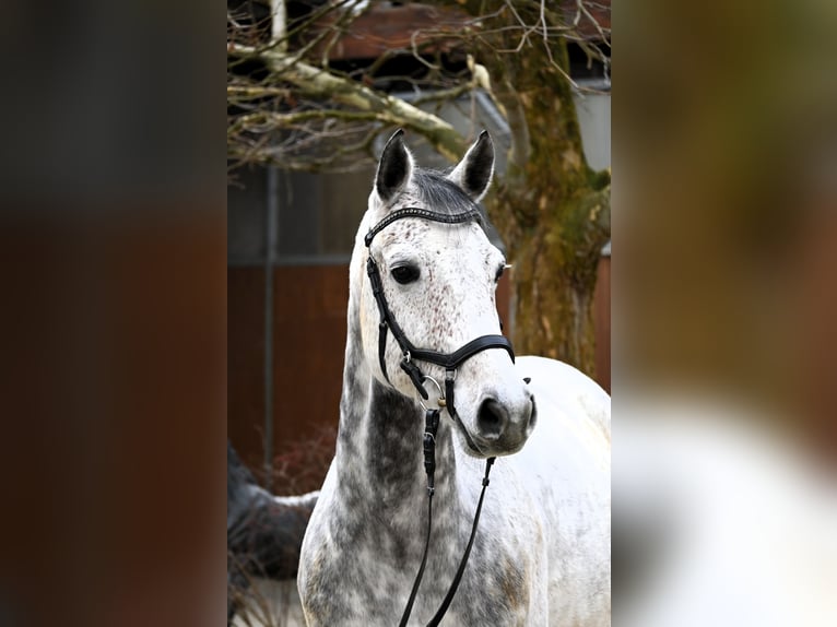 NRPS Gelding 9 years 15,3 hh Grey in Lonsee