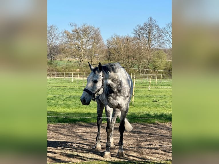 NRPS Gelding 9 years 15,3 hh Grey in Lonsee