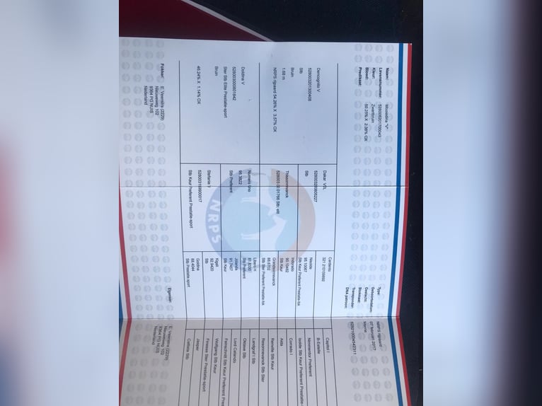 NRPS Gelding 9 years 16.1 hh Bay-Dark in Békéscsaba