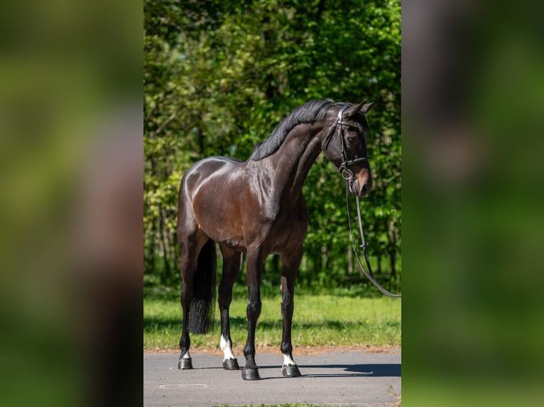 NRPS Gelding 9 years 16,1 hh Bay-Dark in Békéscsaba