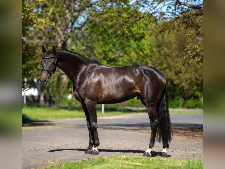 NRPS Gelding 9 years 16,1 hh Bay-Dark in Békéscsaba