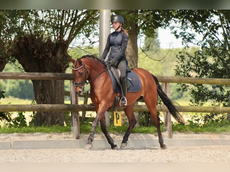 NRPS Giumenta 10 Anni 147 cm Baio in Noordeloos