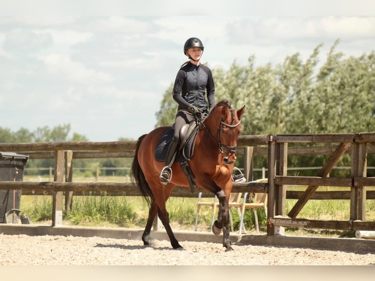 NRPS Giumenta 10 Anni 147 cm Baio in Noordeloos