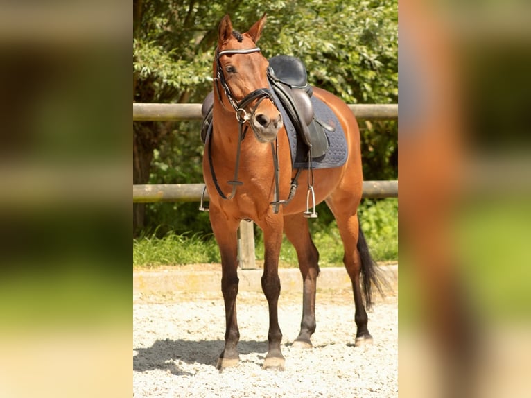 NRPS Giumenta 10 Anni 147 cm Baio in Noordeloos