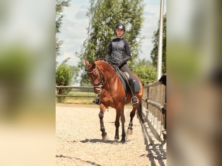 NRPS Giumenta 10 Anni 147 cm Baio in Noordeloos