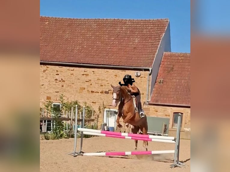 NRPS Giumenta 10 Anni 148 cm Sauro in Lülsfeld