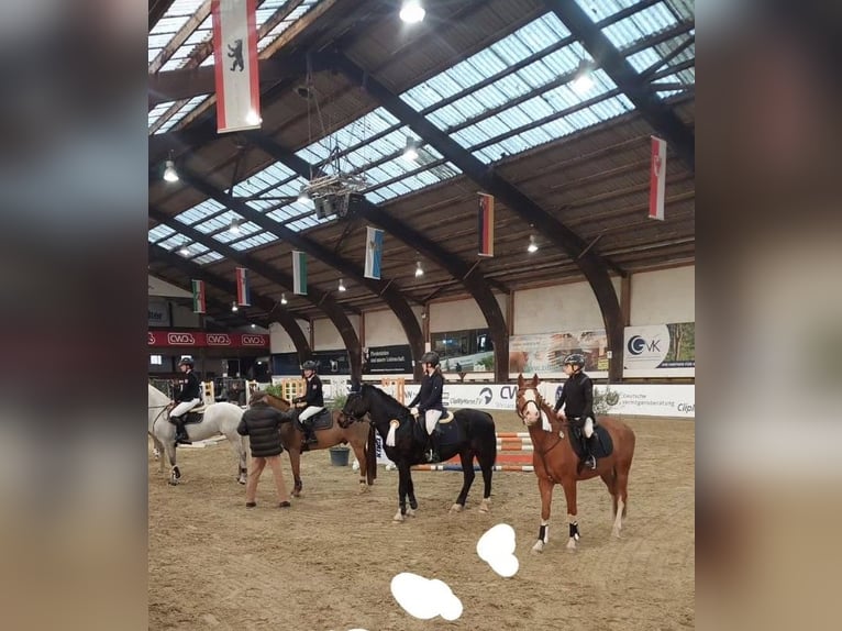 NRPS Giumenta 10 Anni 148 cm Sauro in Lülsfeld