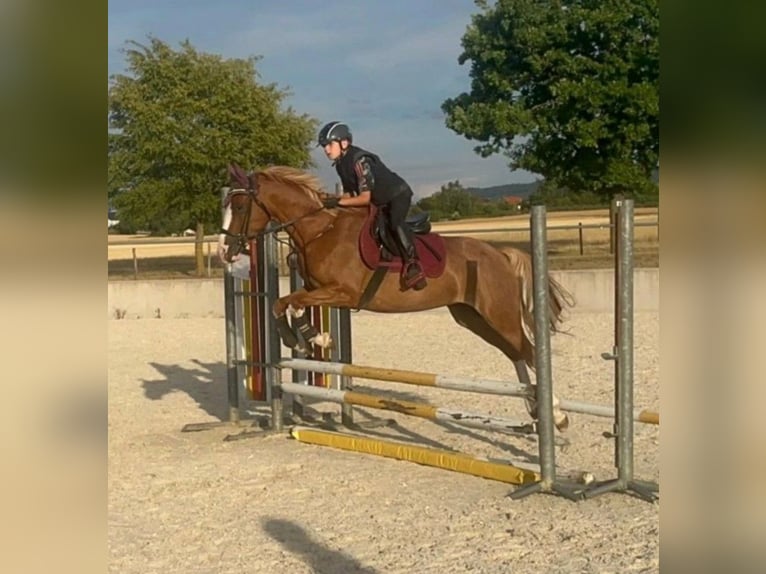 NRPS Giumenta 10 Anni 148 cm Sauro in Lülsfeld