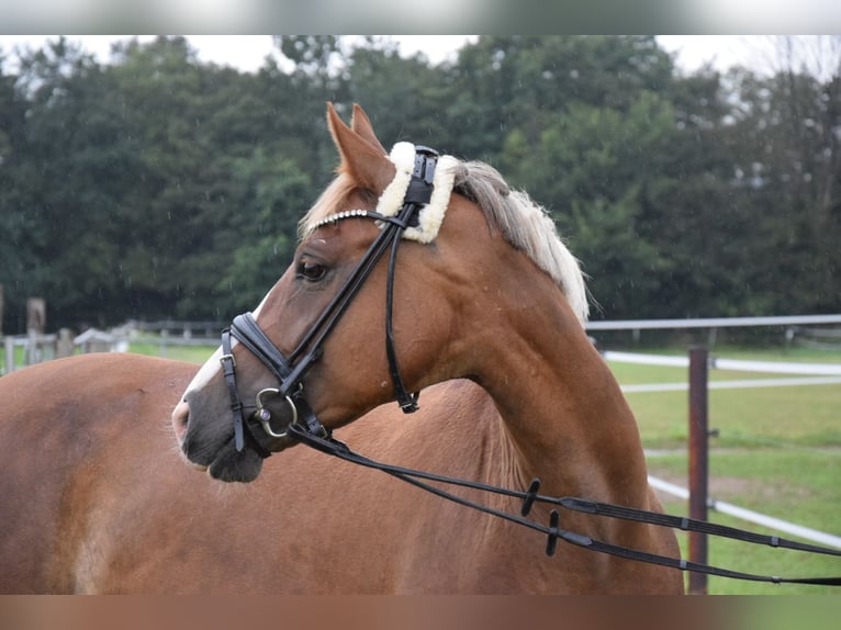 NRPS Giumenta 10 Anni 148 cm Sauro scuro in Langenfeld