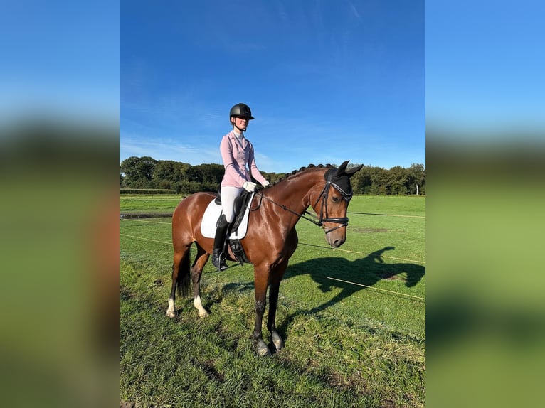 NRPS Giumenta 10 Anni 161 cm Baio in Tilburg
