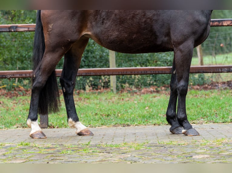 NRPS Giumenta 10 Anni 167 cm  in GROTE-BROGEL