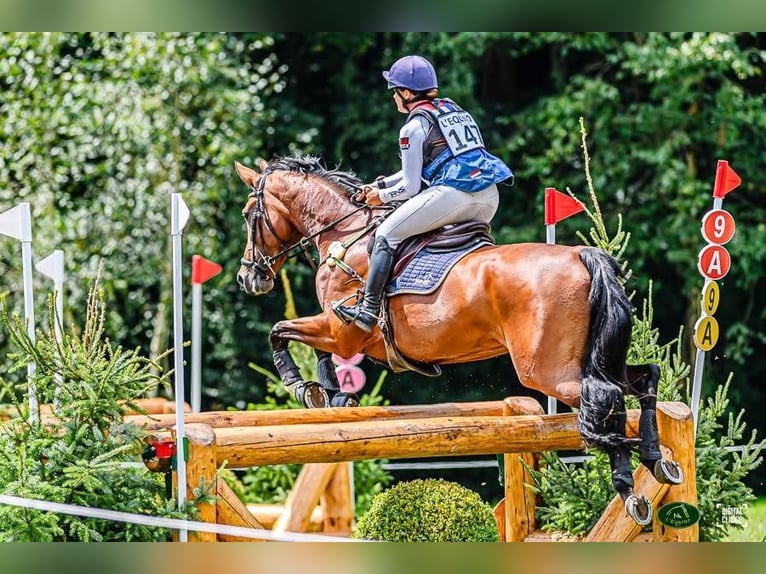 NRPS Giumenta 10 Anni 170 cm Baio in RenswoudeRenswoude