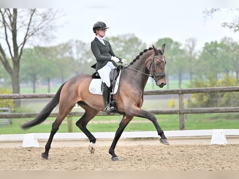 NRPS Giumenta 10 Anni 172 cm Baio in SilvoldeSilvolde
