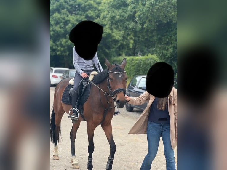 NRPS Giumenta 11 Anni 148 cm Baio in Nuth