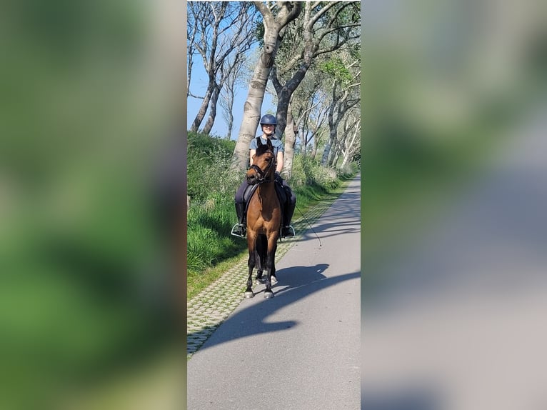 NRPS Giumenta 12 Anni 146 cm Baio in ArnemuidenArnemuiden