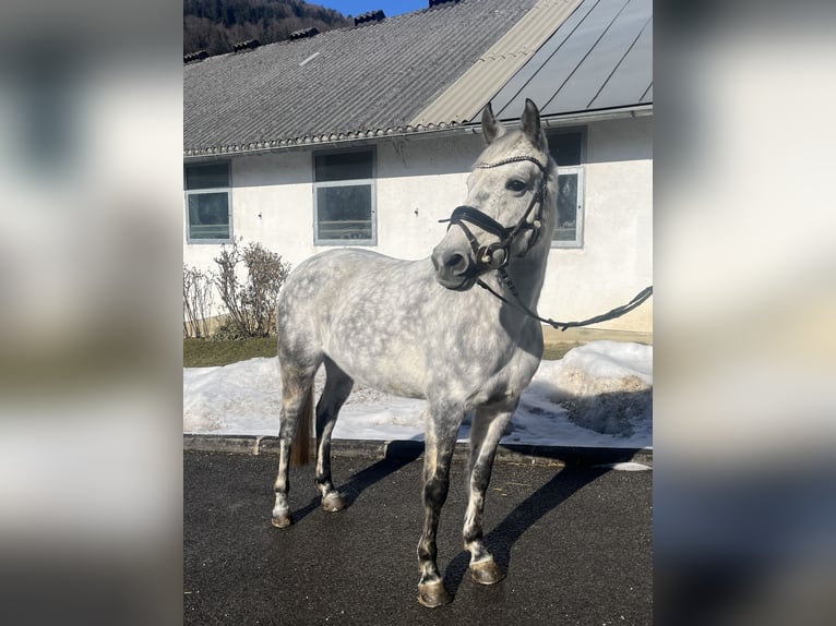 NRPS Giumenta 12 Anni 147 cm Grigio pezzato in Elsbethen