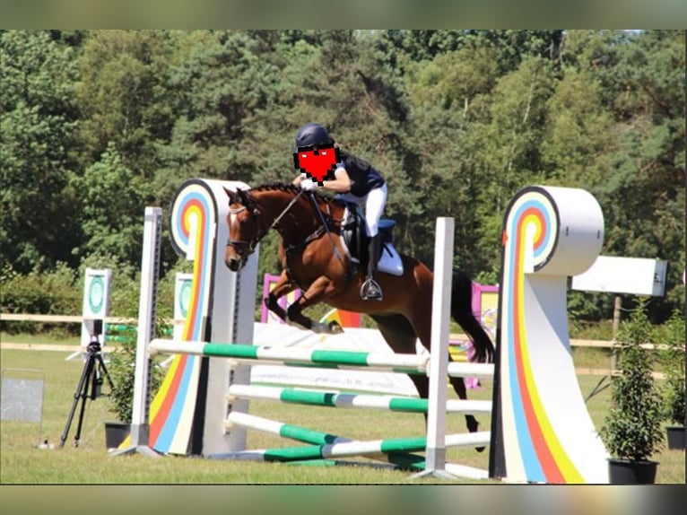 NRPS Giumenta 12 Anni 148 cm Baio in Kempen