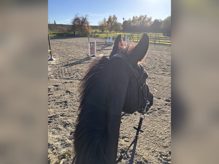 NRPS Giumenta 12 Anni 154 cm Morello in Vilvoorden