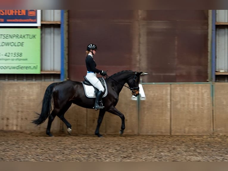 NRPS Giumenta 12 Anni 161 cm Baio in Hoogezand