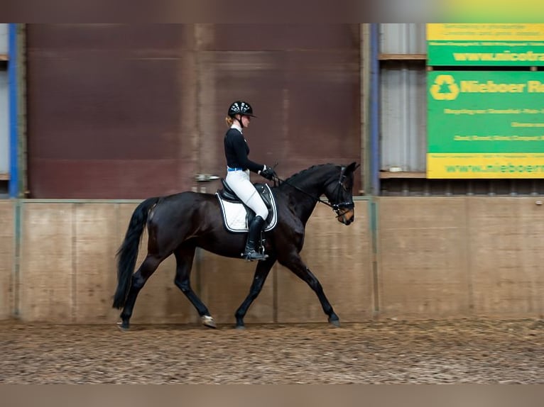 NRPS Giumenta 12 Anni 161 cm Baio in Hoogezand