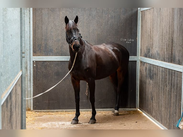 NRPS Giumenta 12 Anni 161 cm Baio in Hoogezand