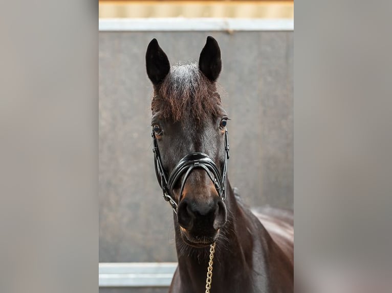 NRPS Giumenta 12 Anni 161 cm Baio in Hoogezand