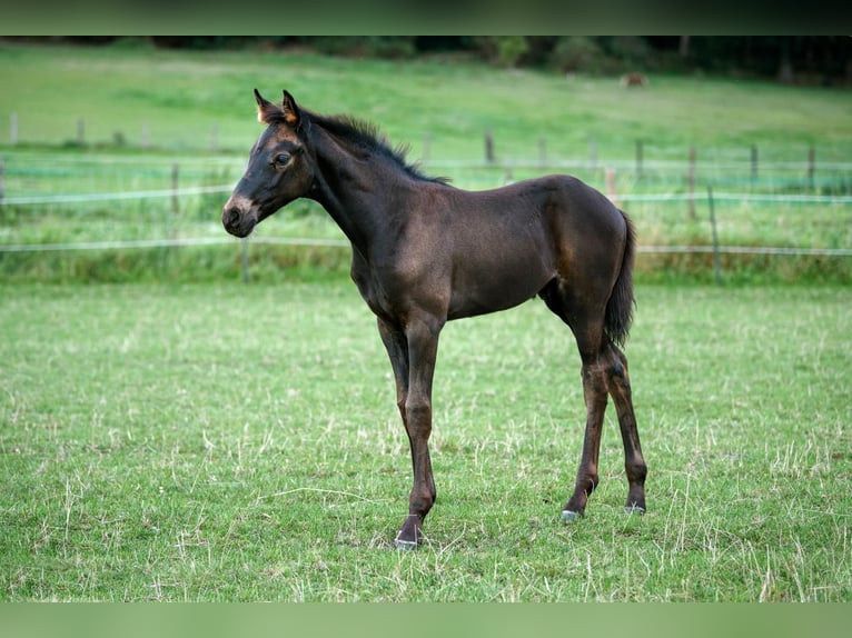 NRPS Giumenta 12 Anni 163 cm Pelle di daino in Velp