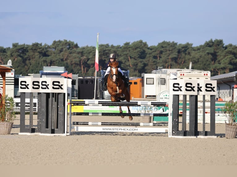 NRPS Giumenta 13 Anni 148 cm Sauro scuro in Cremlingen