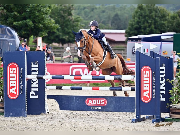 NRPS Giumenta 13 Anni 148 cm Sauro scuro in Cremlingen