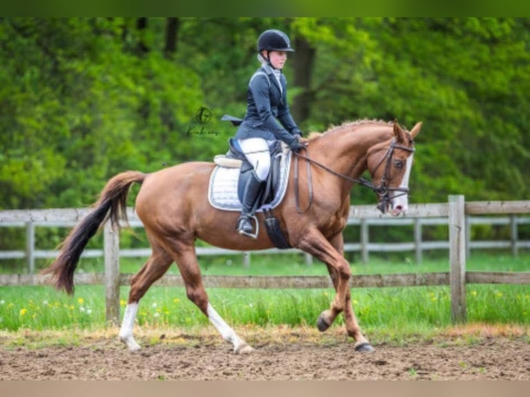 NRPS Giumenta 13 Anni 153 cm Sauro scuro in Grashoek