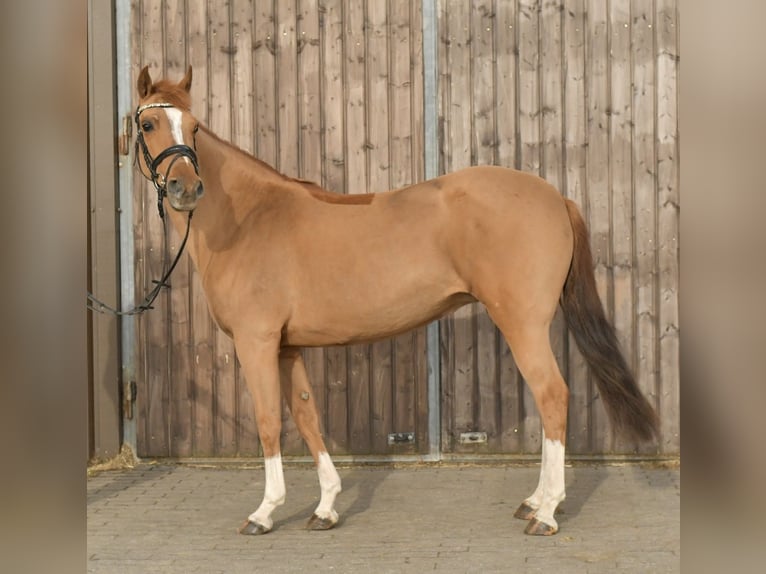NRPS Giumenta 14 Anni 148 cm Sauro in Geilenkirchen