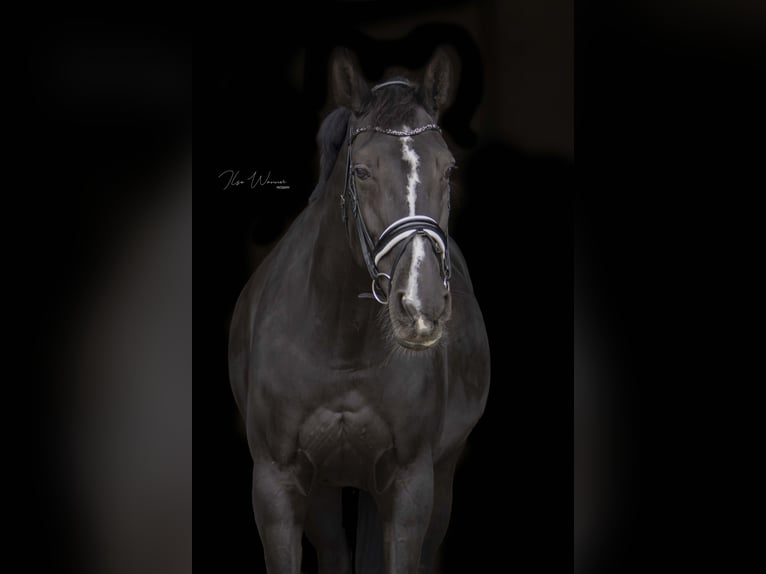 NRPS Giumenta 14 Anni 175 cm Baio scuro in Woudenberg