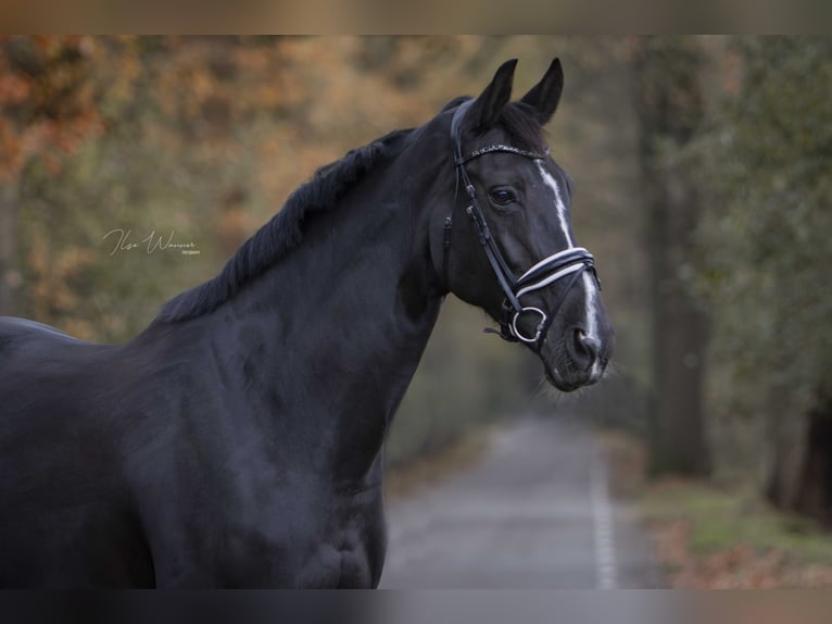 NRPS Giumenta 14 Anni 175 cm Baio scuro in Woudenberg