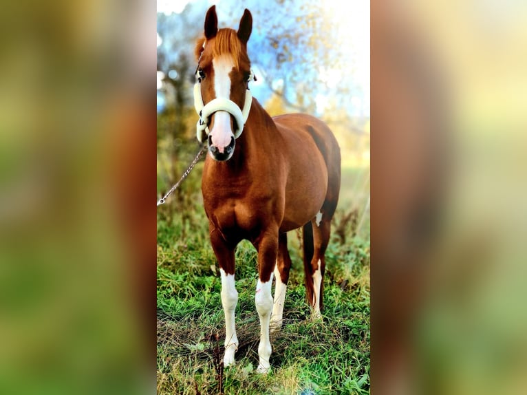 NRPS Giumenta 16 Anni 147 cm Sauro in Bad Sassendorf