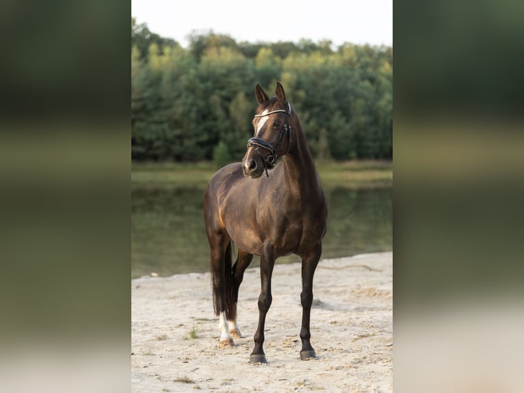 NRPS Giumenta 17 Anni 143 cm Baio in Beilen