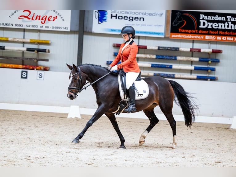 NRPS Giumenta 17 Anni 143 cm Baio in Beilen