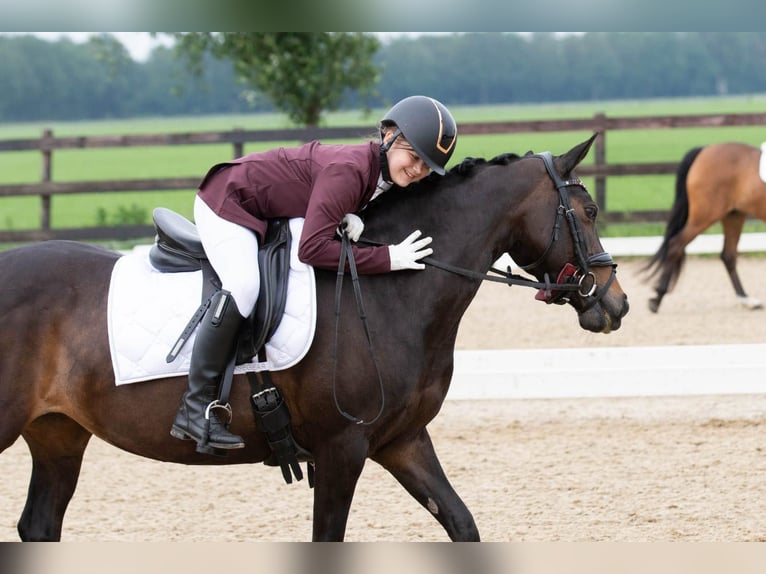 NRPS Giumenta 17 Anni 143 cm Baio in Beilen