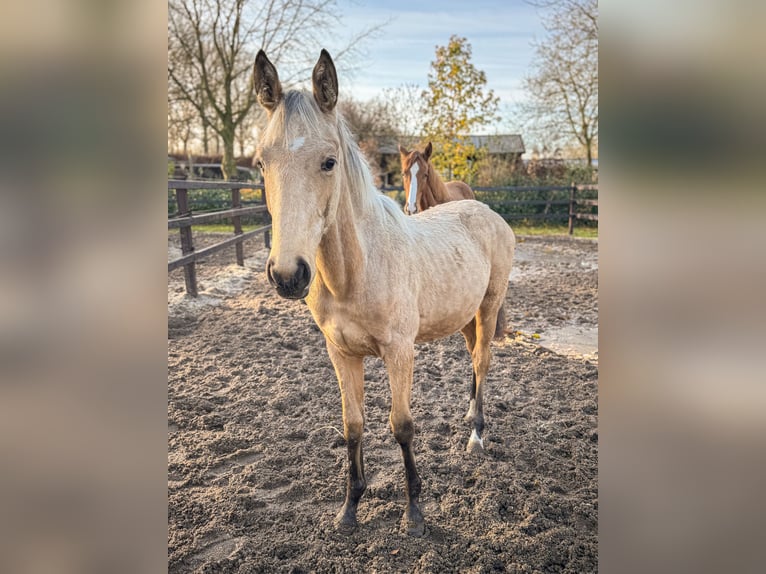 NRPS Giumenta 1 Anno 140 cm Pelle di daino in Apeldoorn